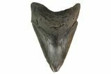 Fossil Megalodon Tooth - South Carolina #131204-1
